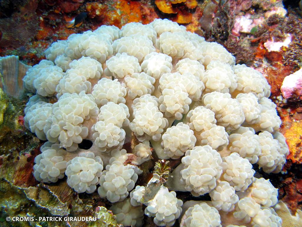 Corail à bulles branchu