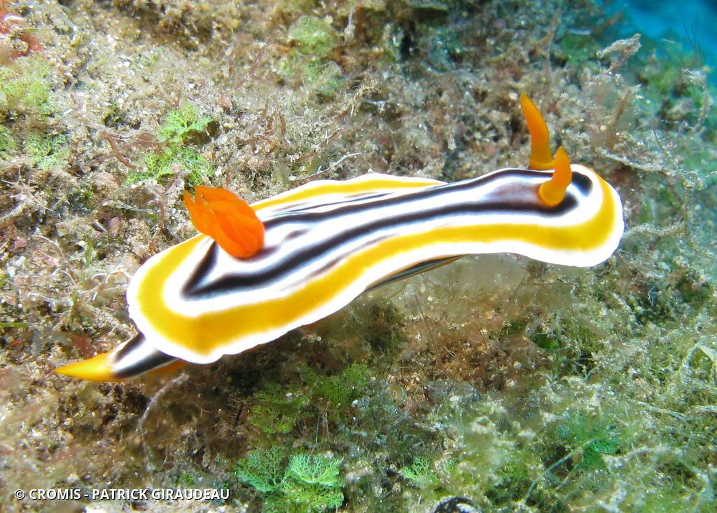 Chromodoris d'Anne