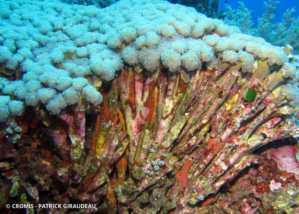 Corail à bulles branchu