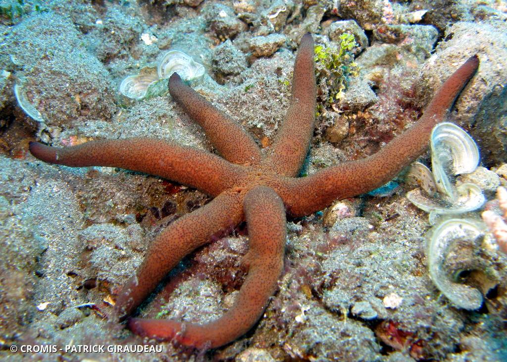 Etoile de mer de Luzon