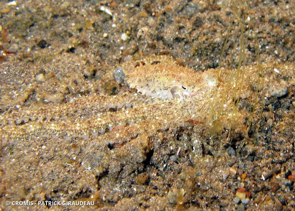 Poulpe jaune du Pacifique