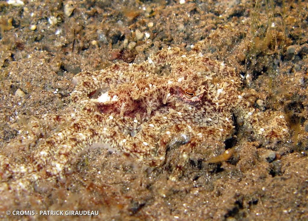 Poulpe jaune du Pacifique
