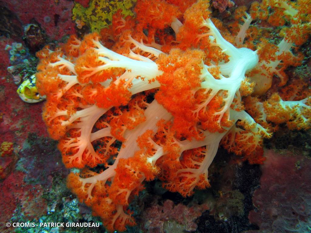 Alcyonaire lisse