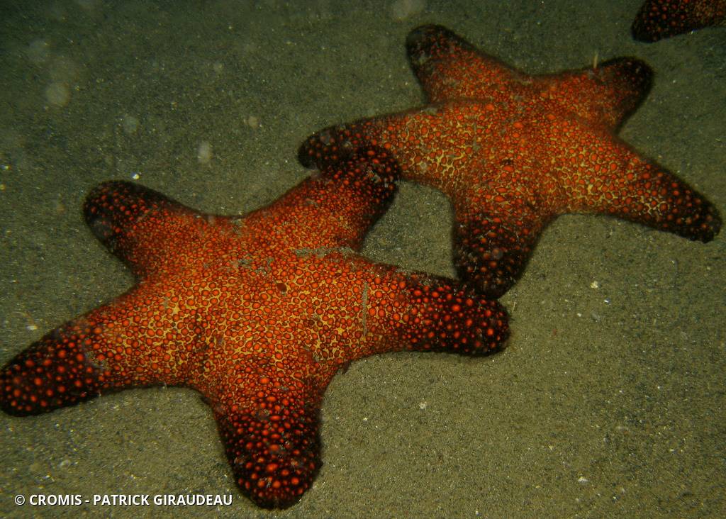 Etoile trapue granuleuse
