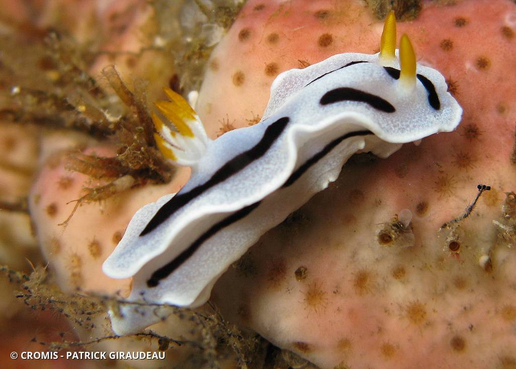 Chromodoris de Diane