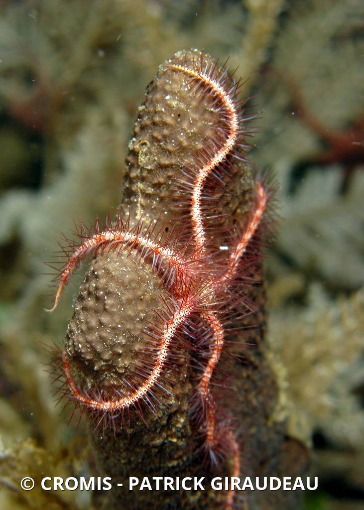 Ophiure hérissée
