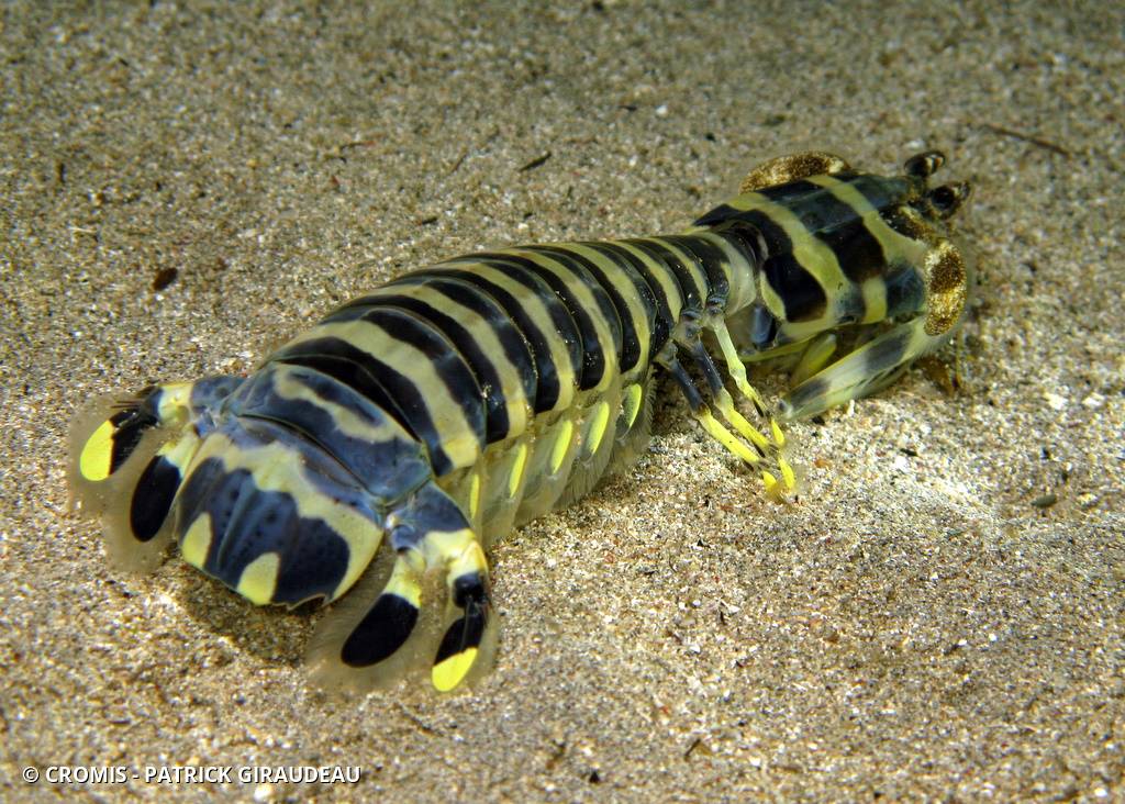 Squille maculée