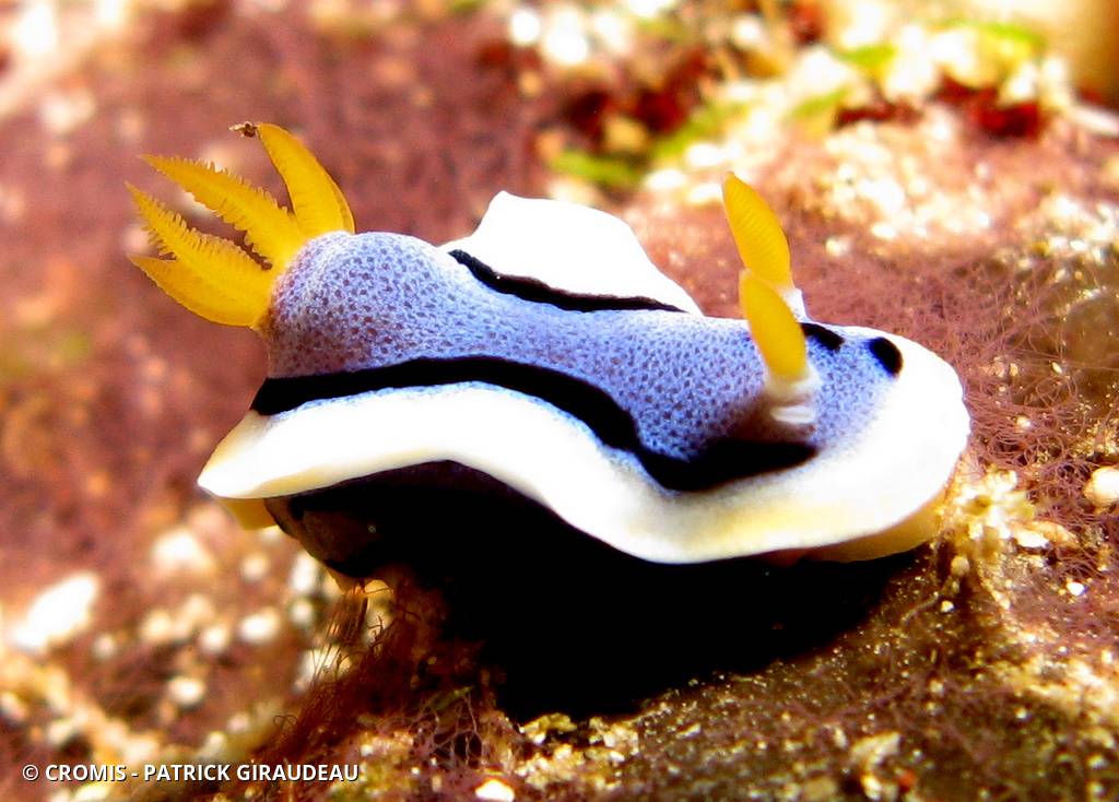 Chromodoris de Diane