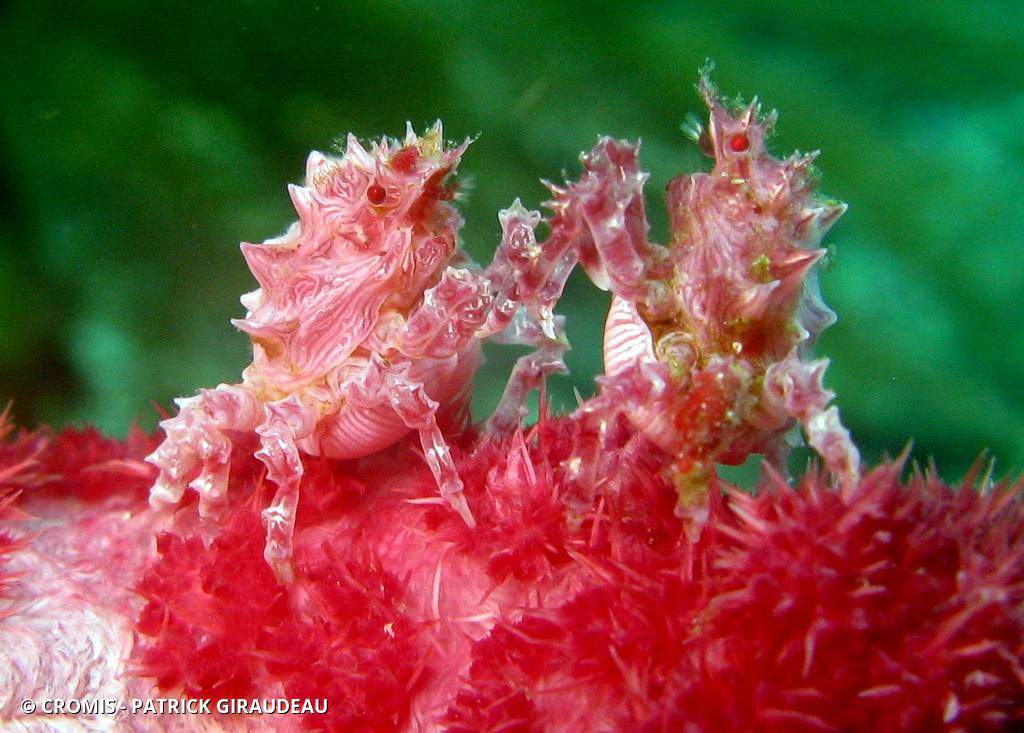 Crabe des alcyonaires