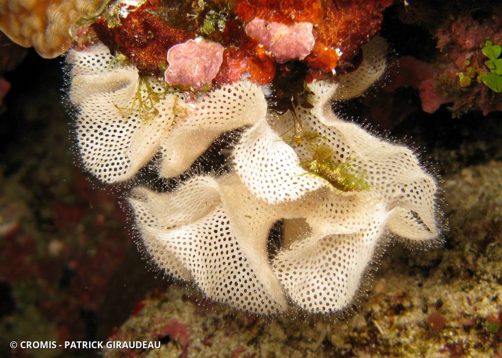 Dentelle de Neptune blanche d'Indo-Pacifique