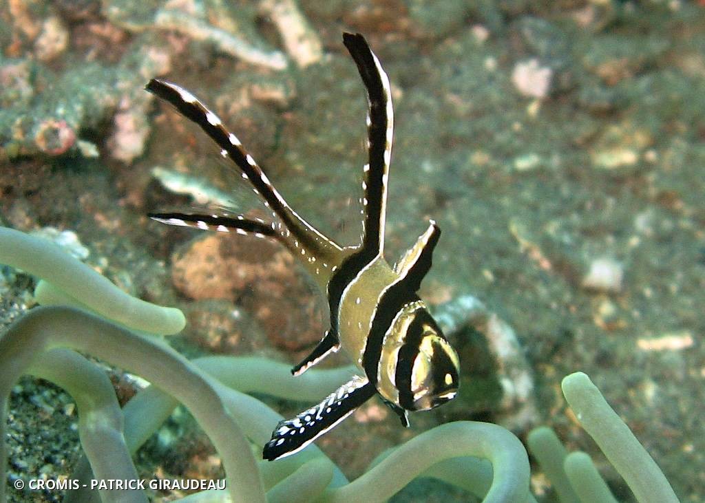 Poisson-cardinal de Banggai