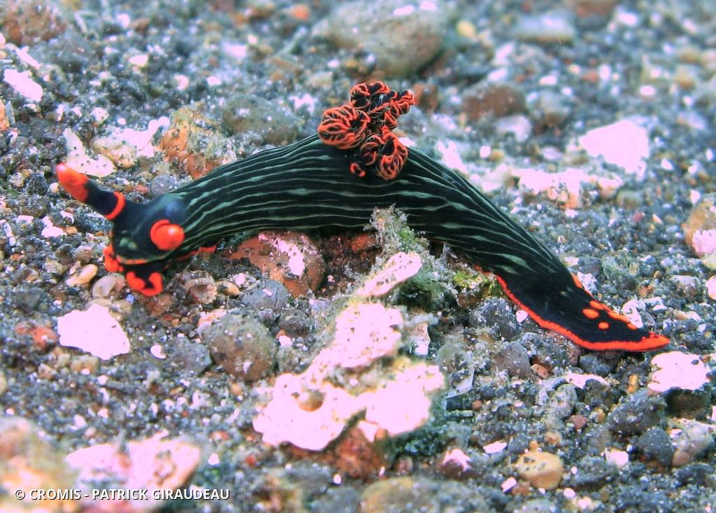 Nembrotha de Kubary