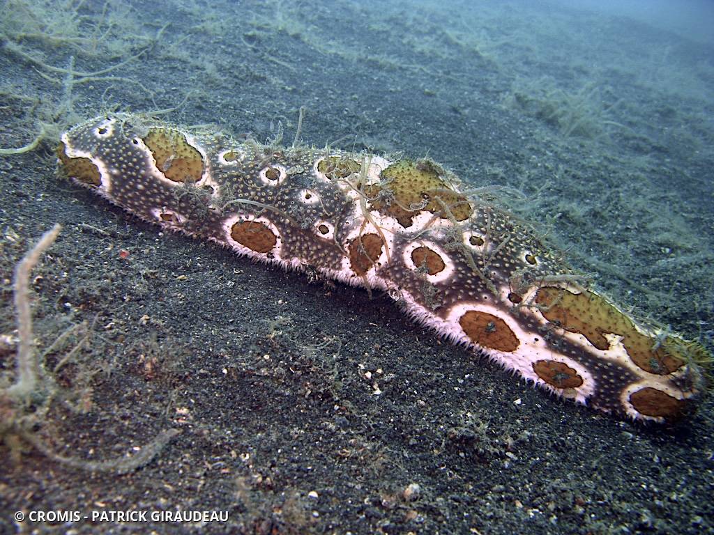 Holothurie léopard