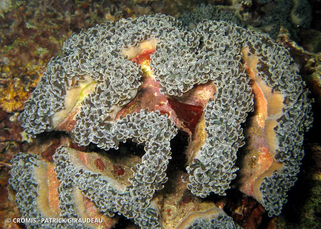 Corail à croissants