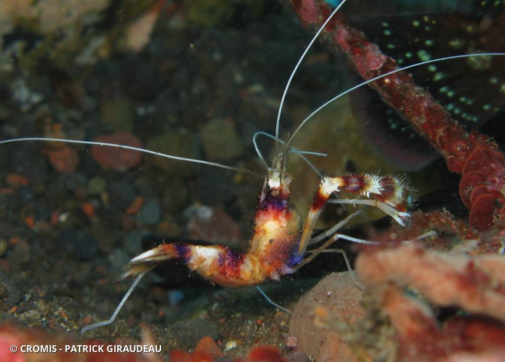 Grande crevette nettoyeuse