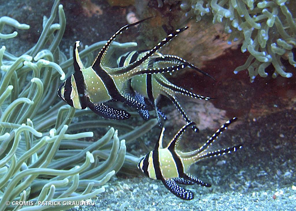 Poisson-cardinal de Banggai