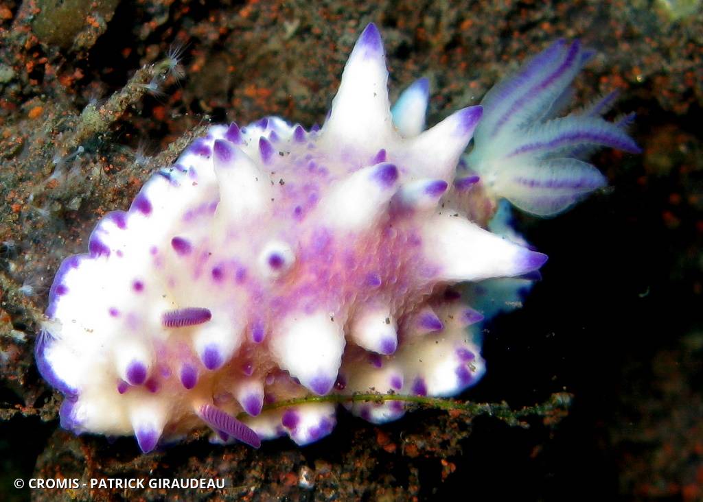 Mexichromis tuberculée