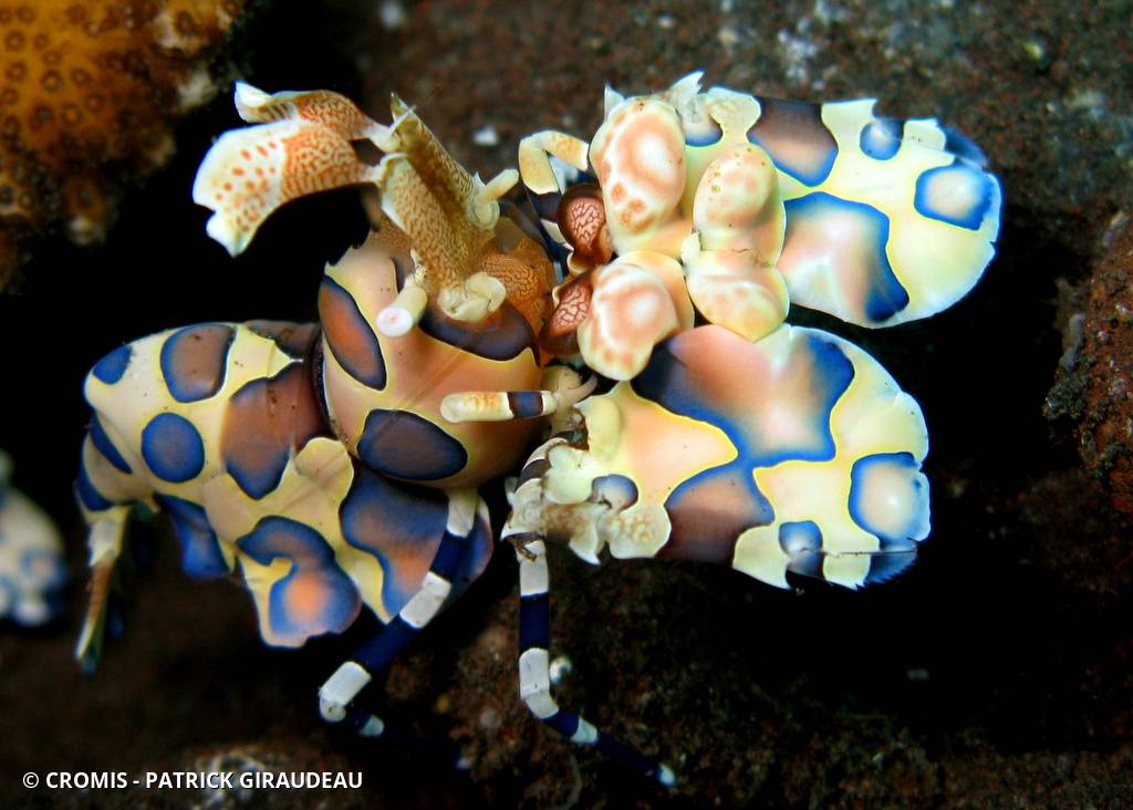Crevette arlequin