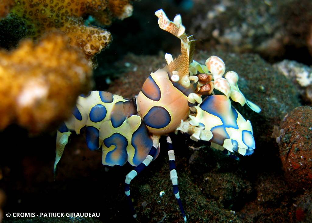 Crevette arlequin