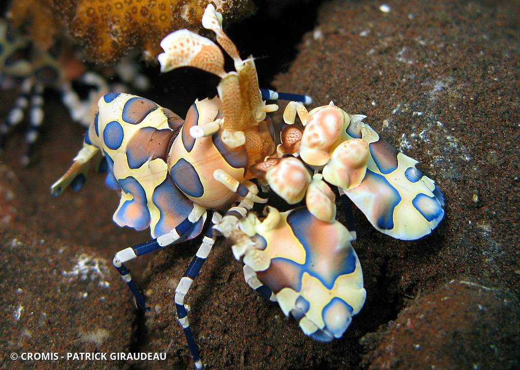 Crevette arlequin