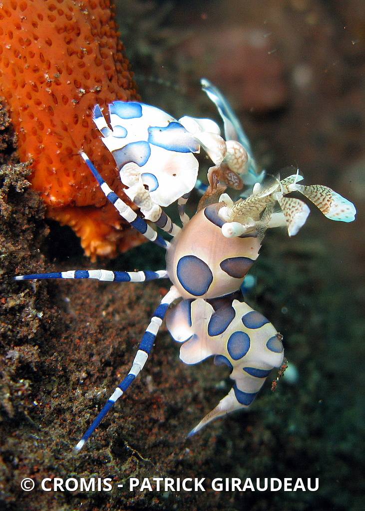Crevette arlequin