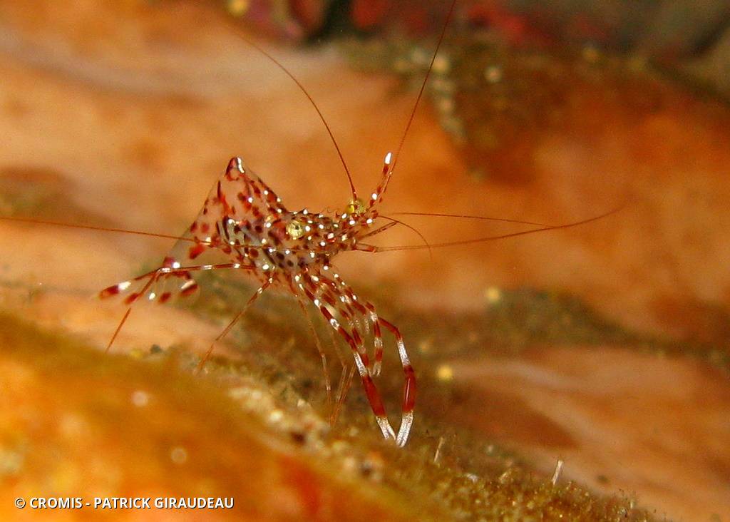 Crevette nettoyeuse de Bruun