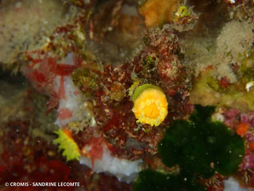 Corail jaune solitaire