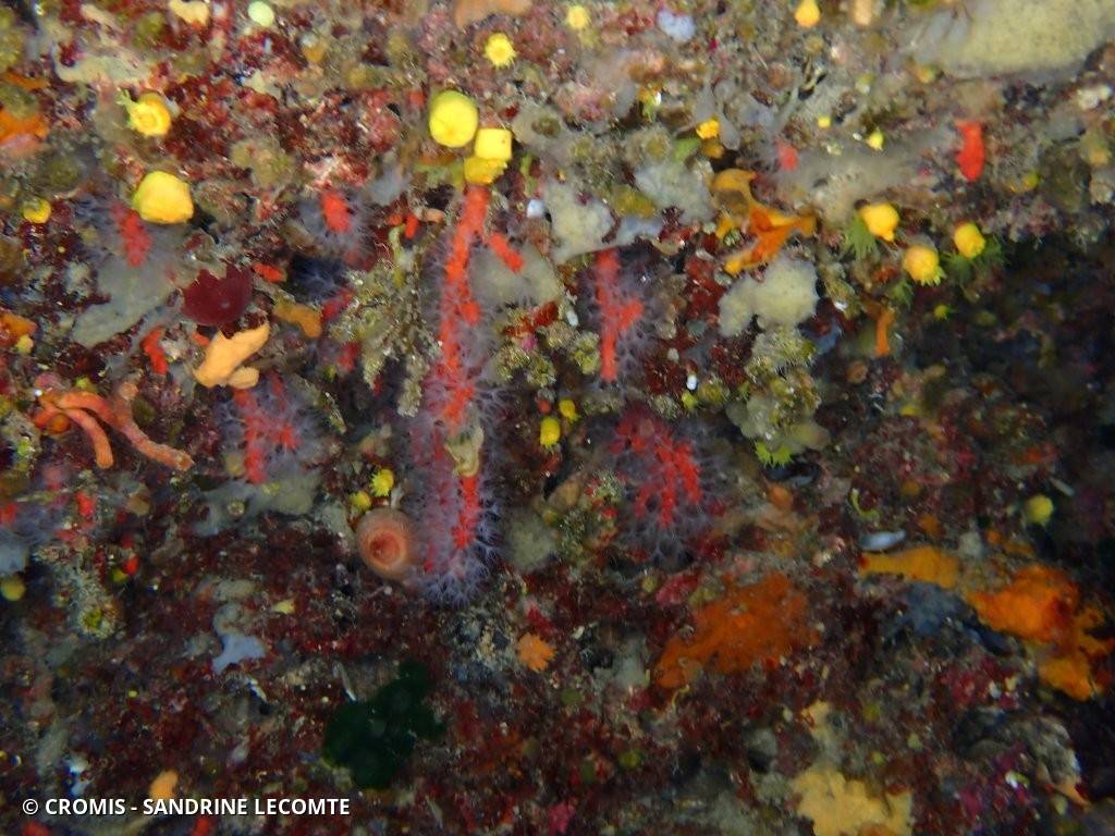 Corail rouge de Méditerranée