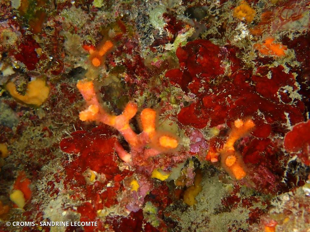 Faux corail