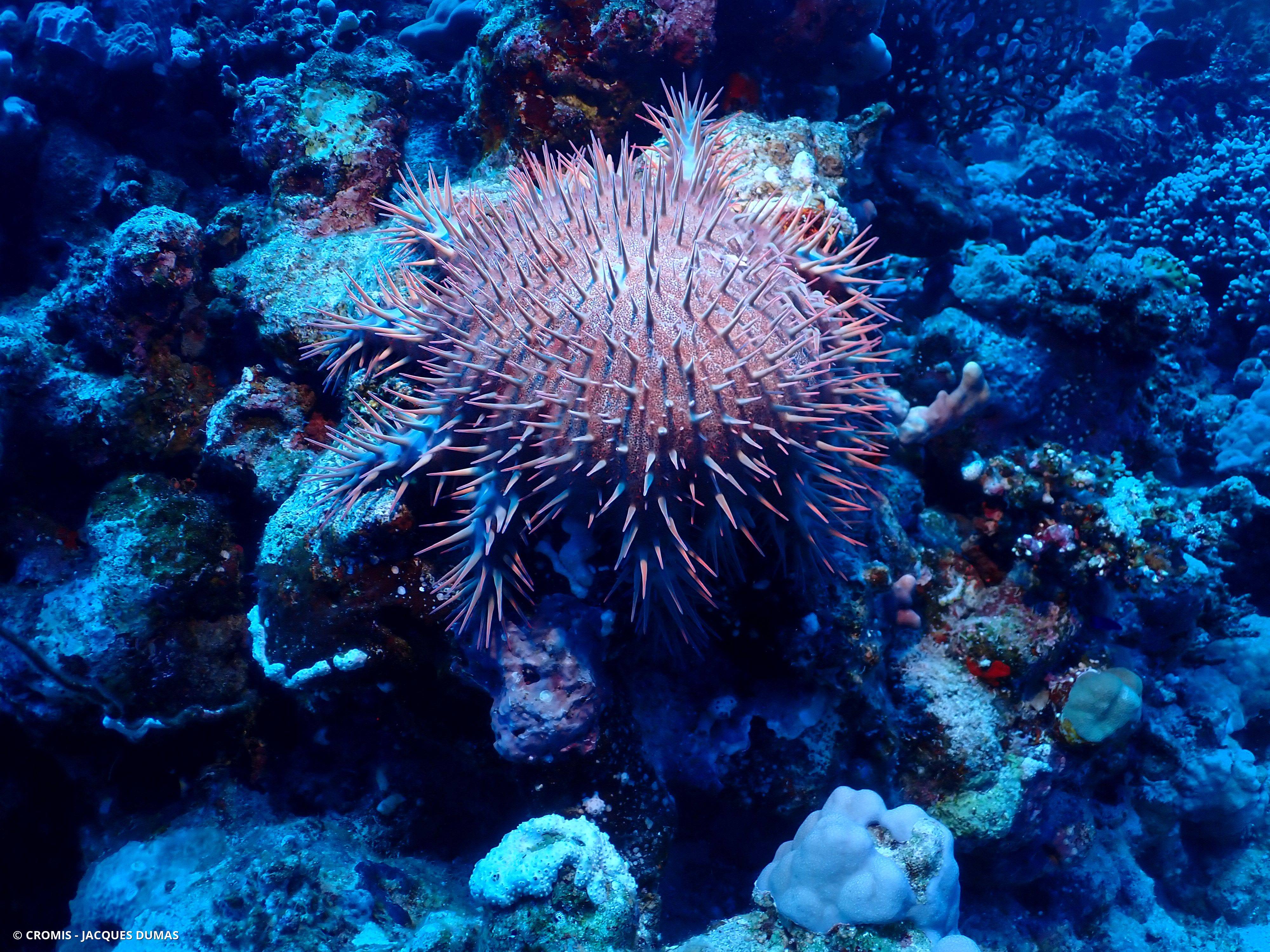 Acanthaster de Benzie