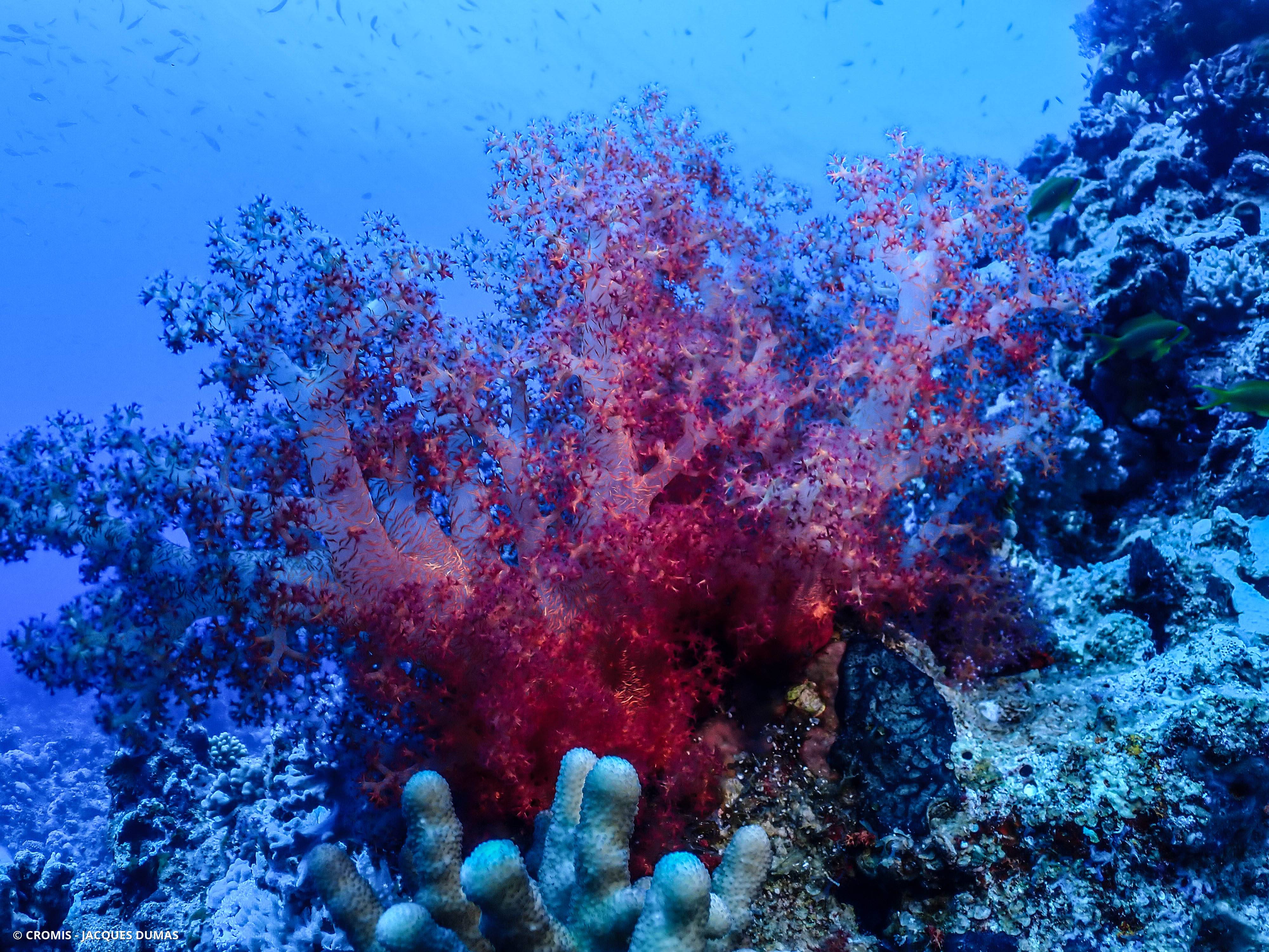 Alcyonaire épineux