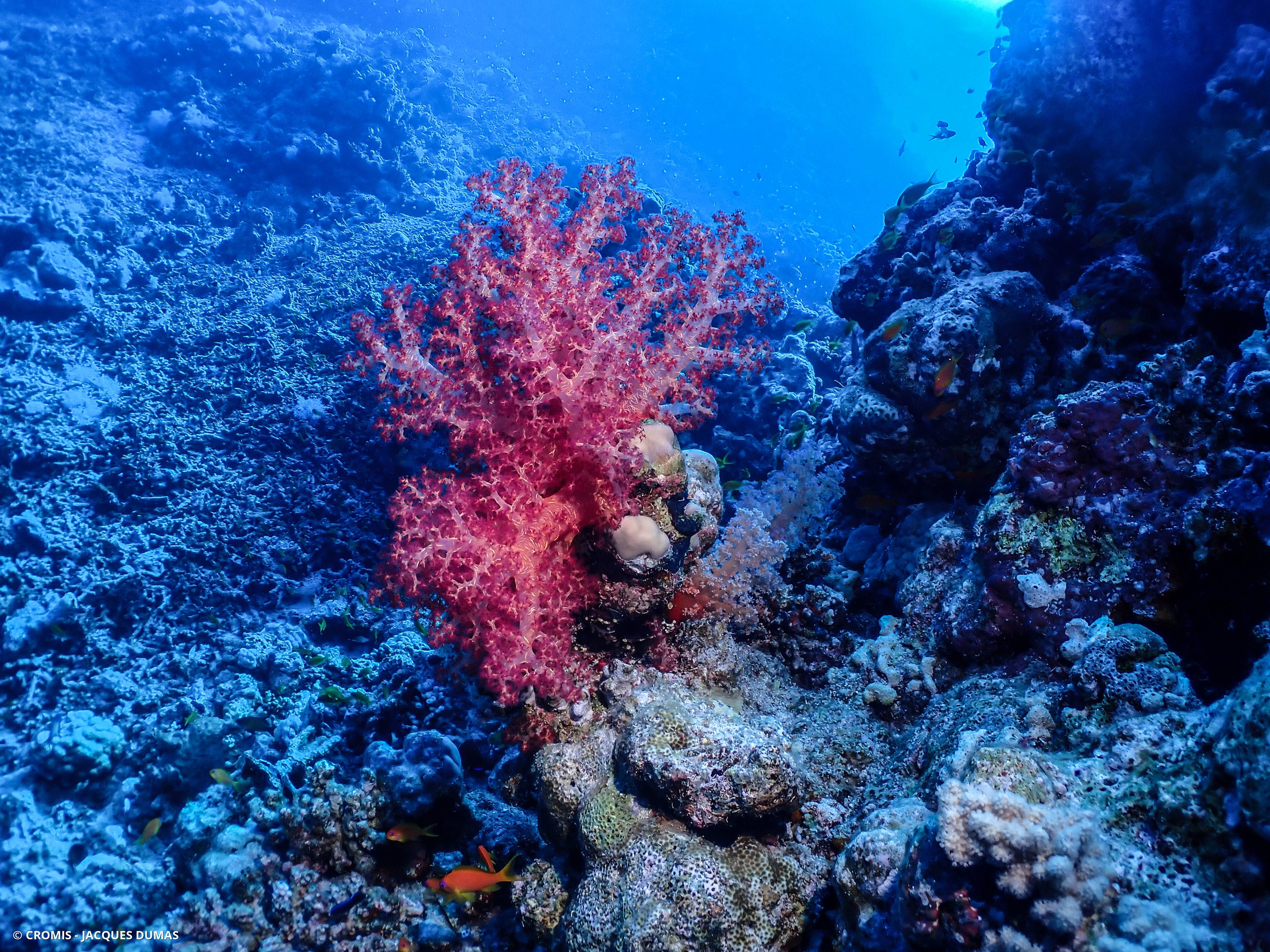 Alcyonaire épineux