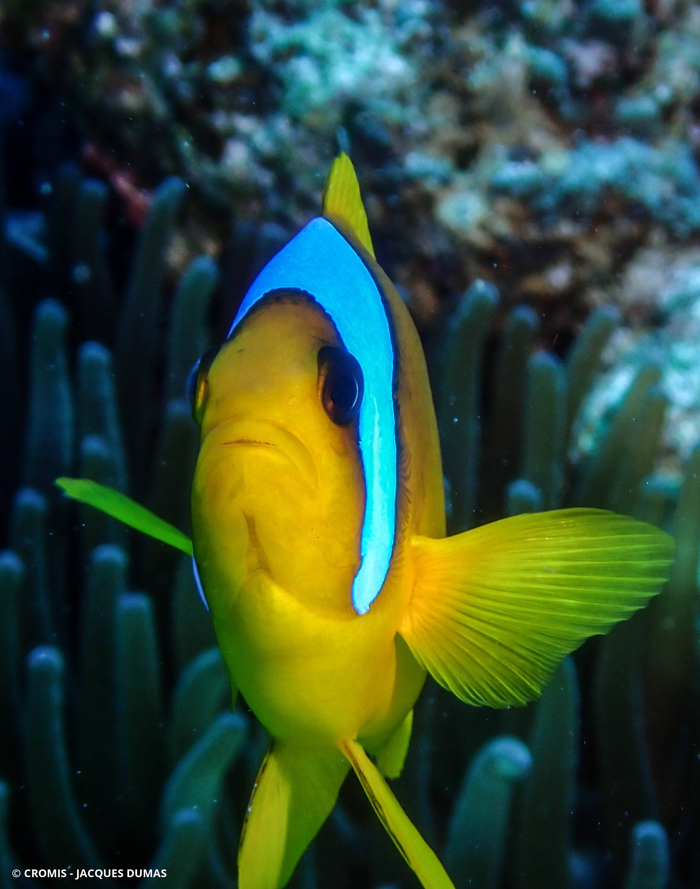Poisson-clown à deux bandes