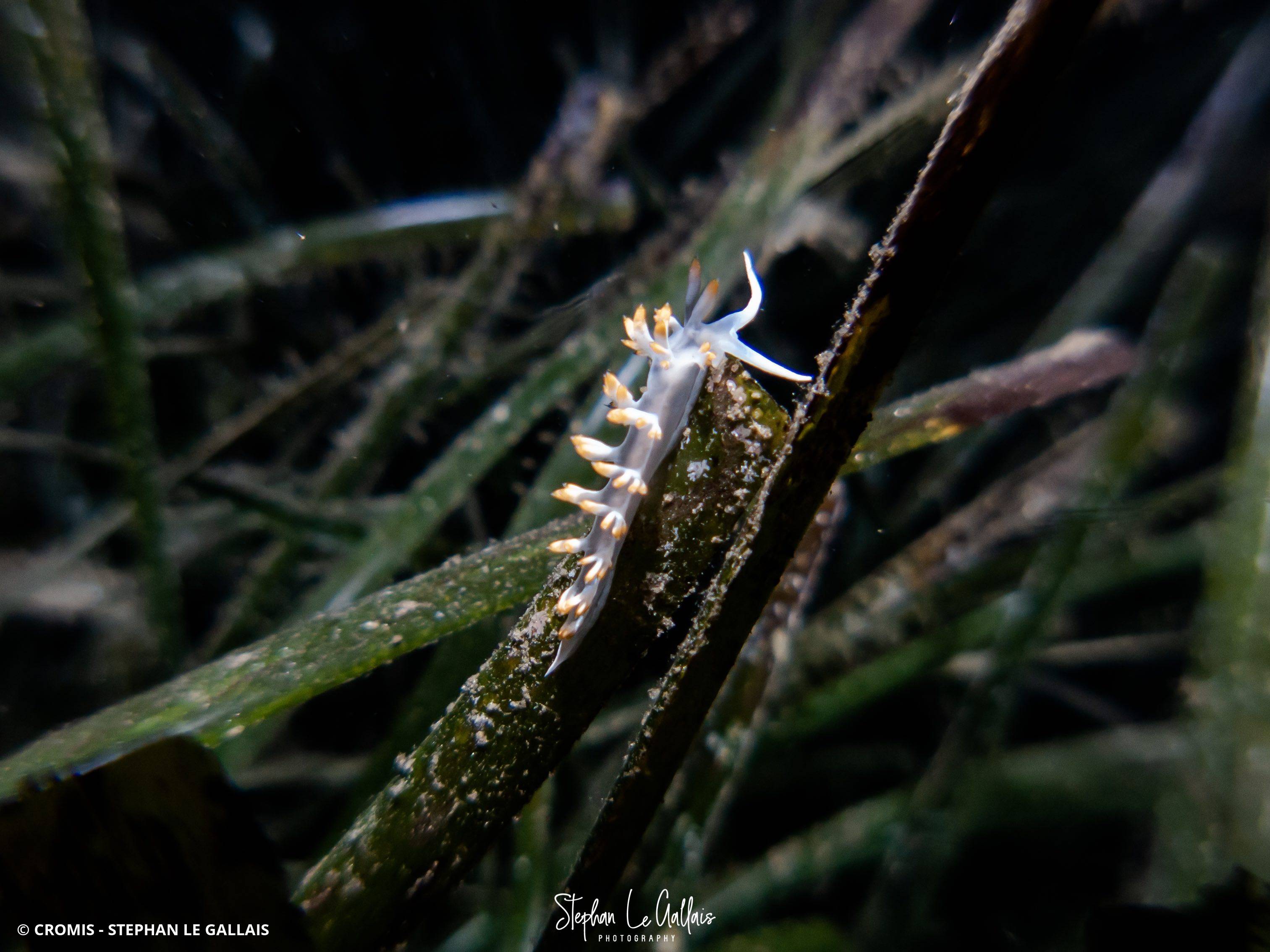 Flabelline blanche