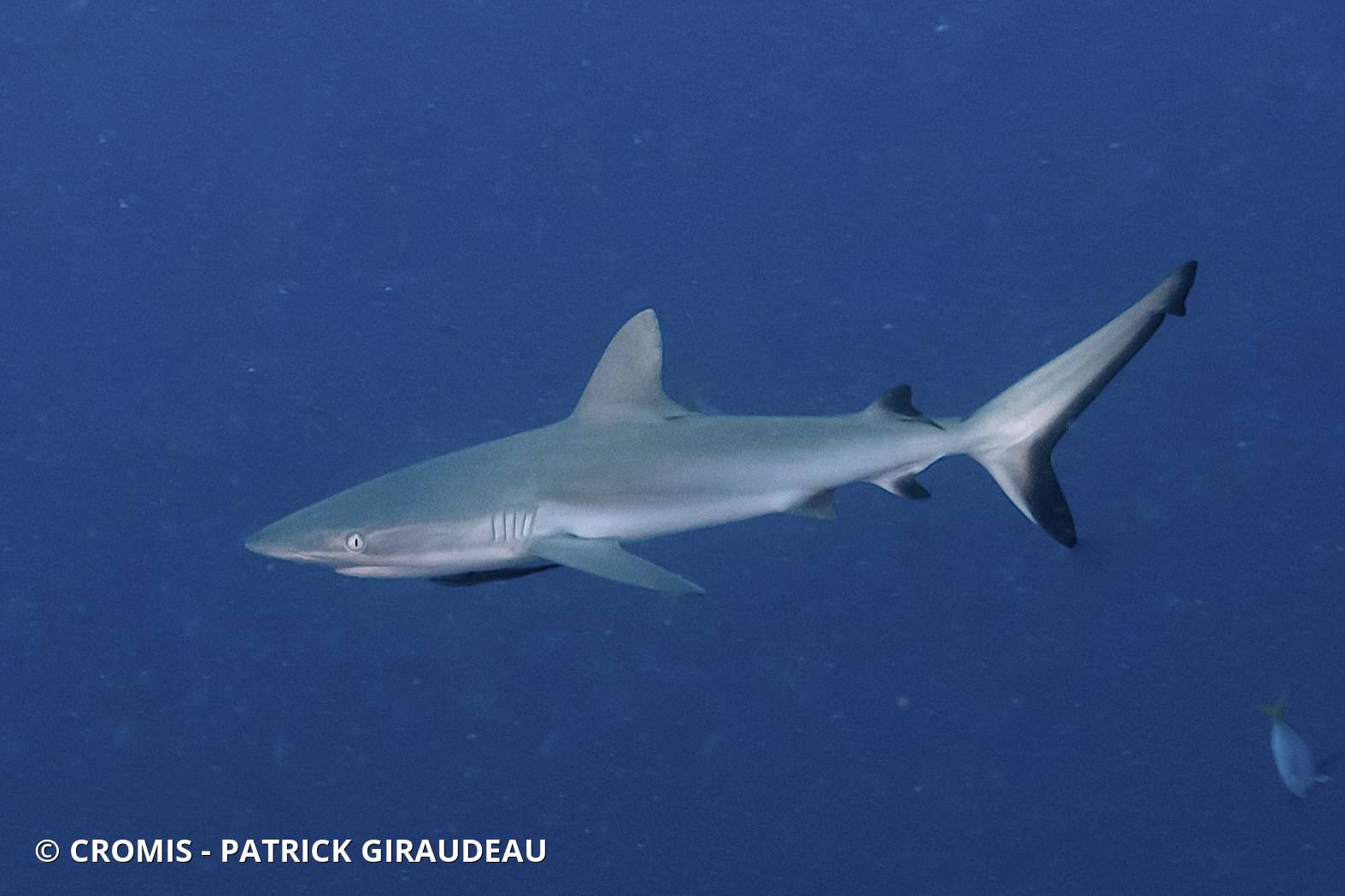 Requin gris de récif