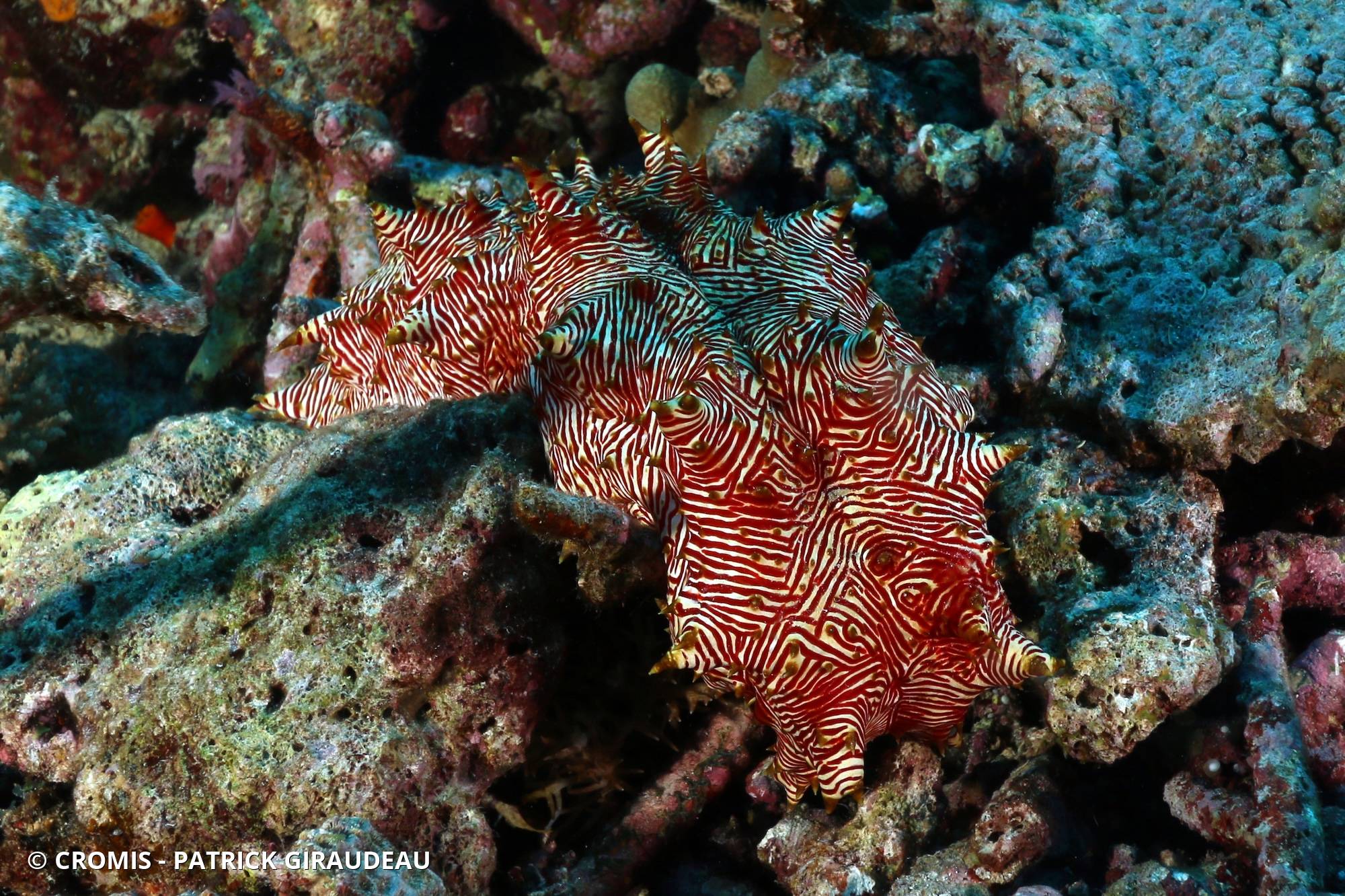 Holothurie à lignes rouges