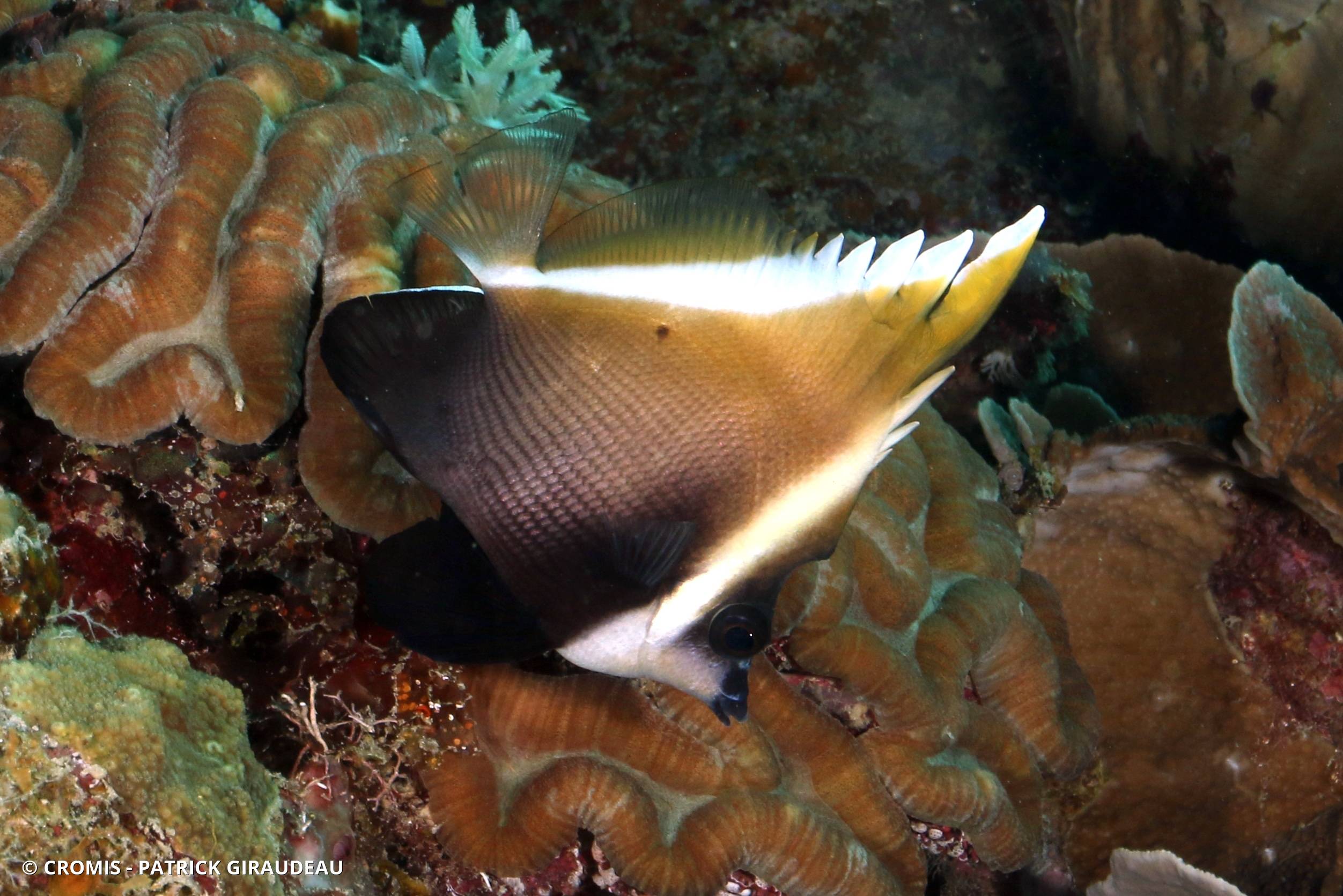 Poisson-cocher noir