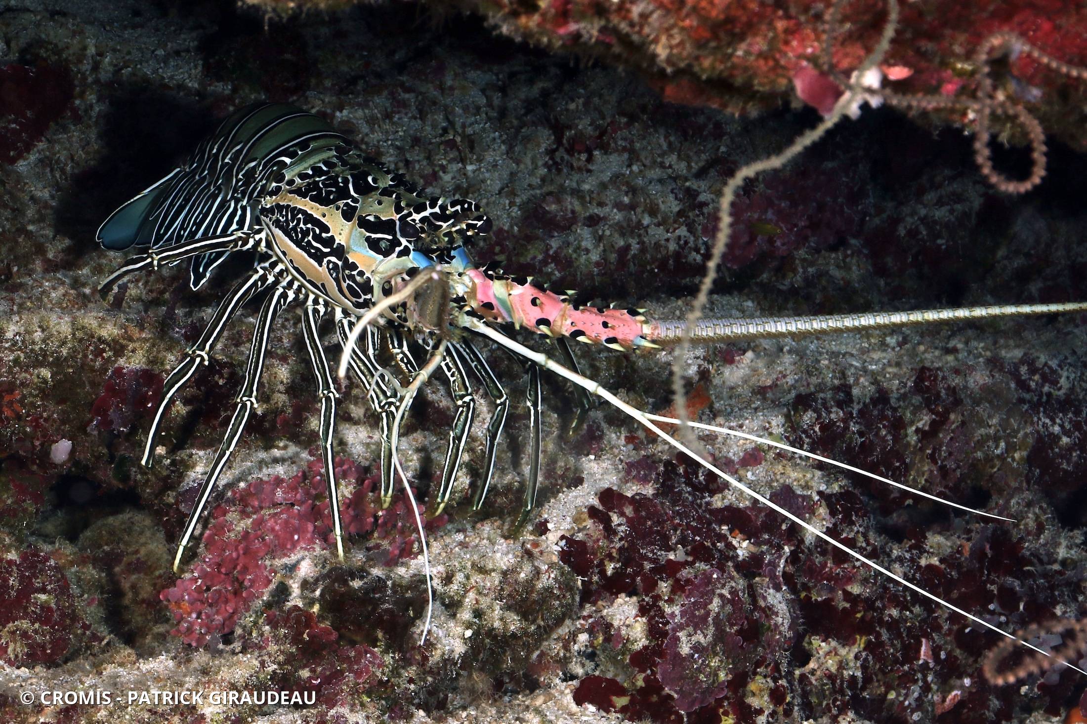 Langouste peinte