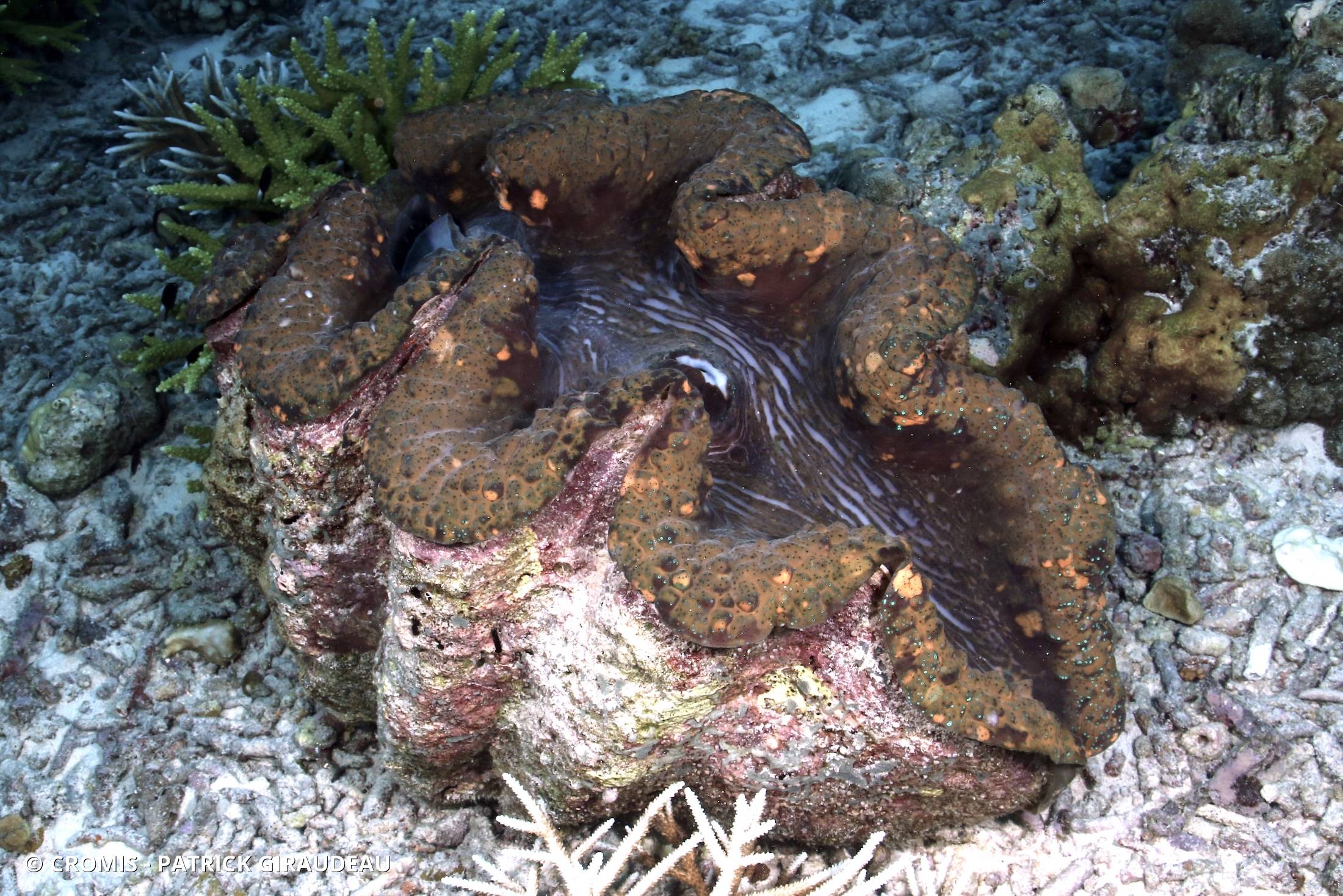 Bénitier géant