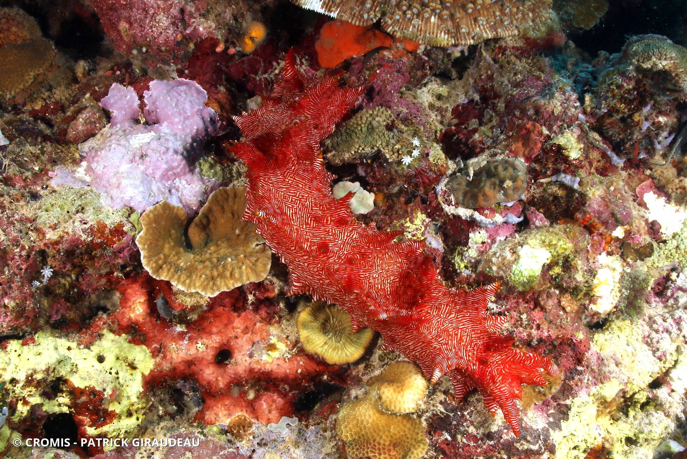 Holothurie à lignes rouges