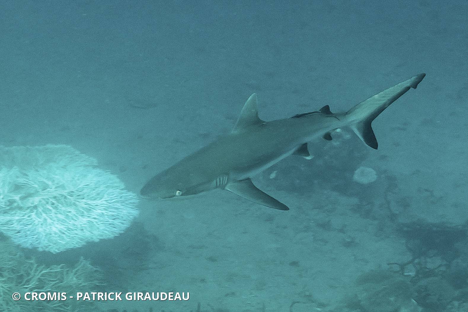 Requin gris de récif