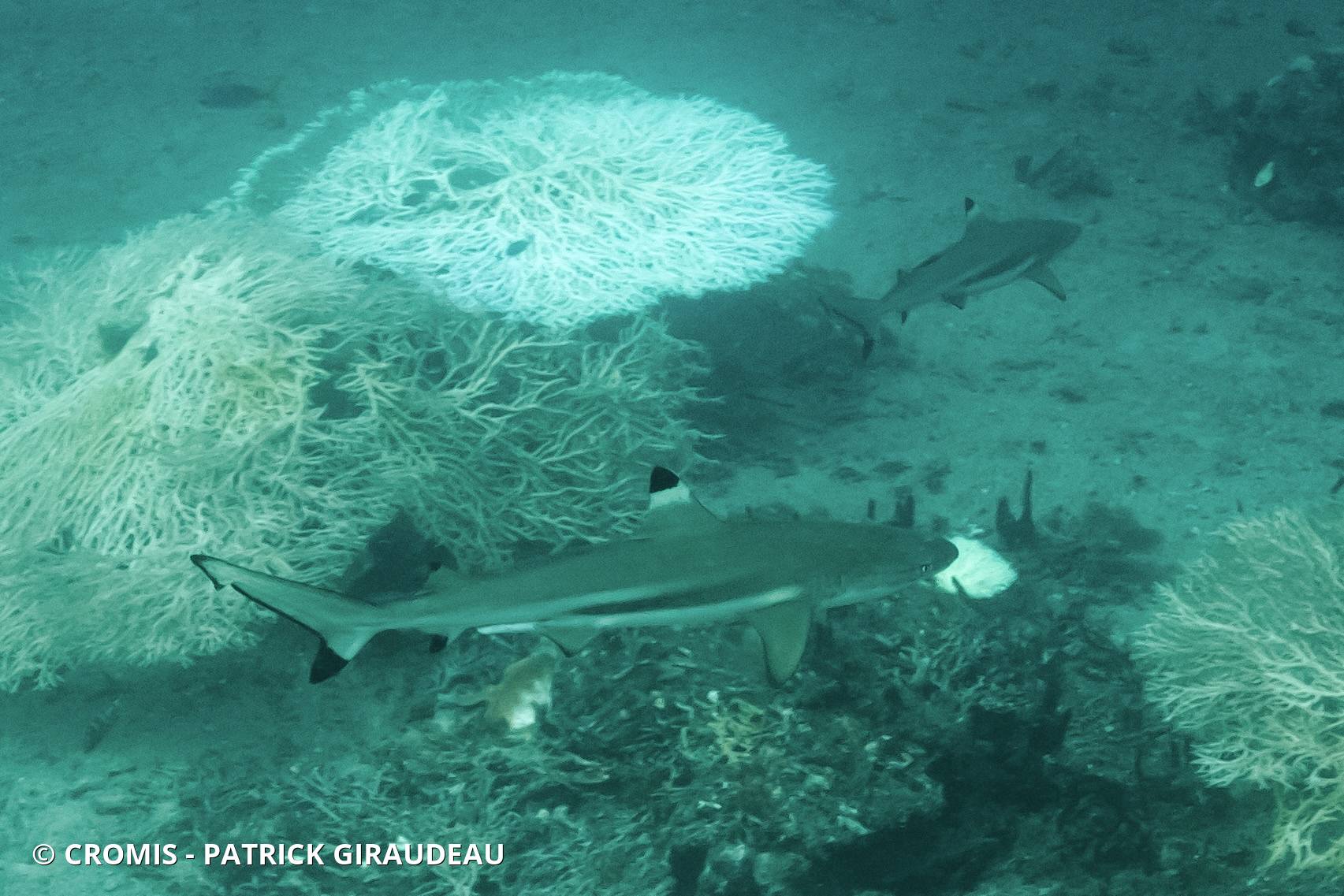 Requin pointes noires