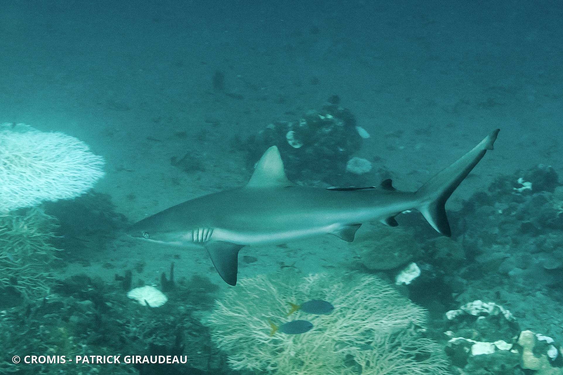 Requin gris de récif