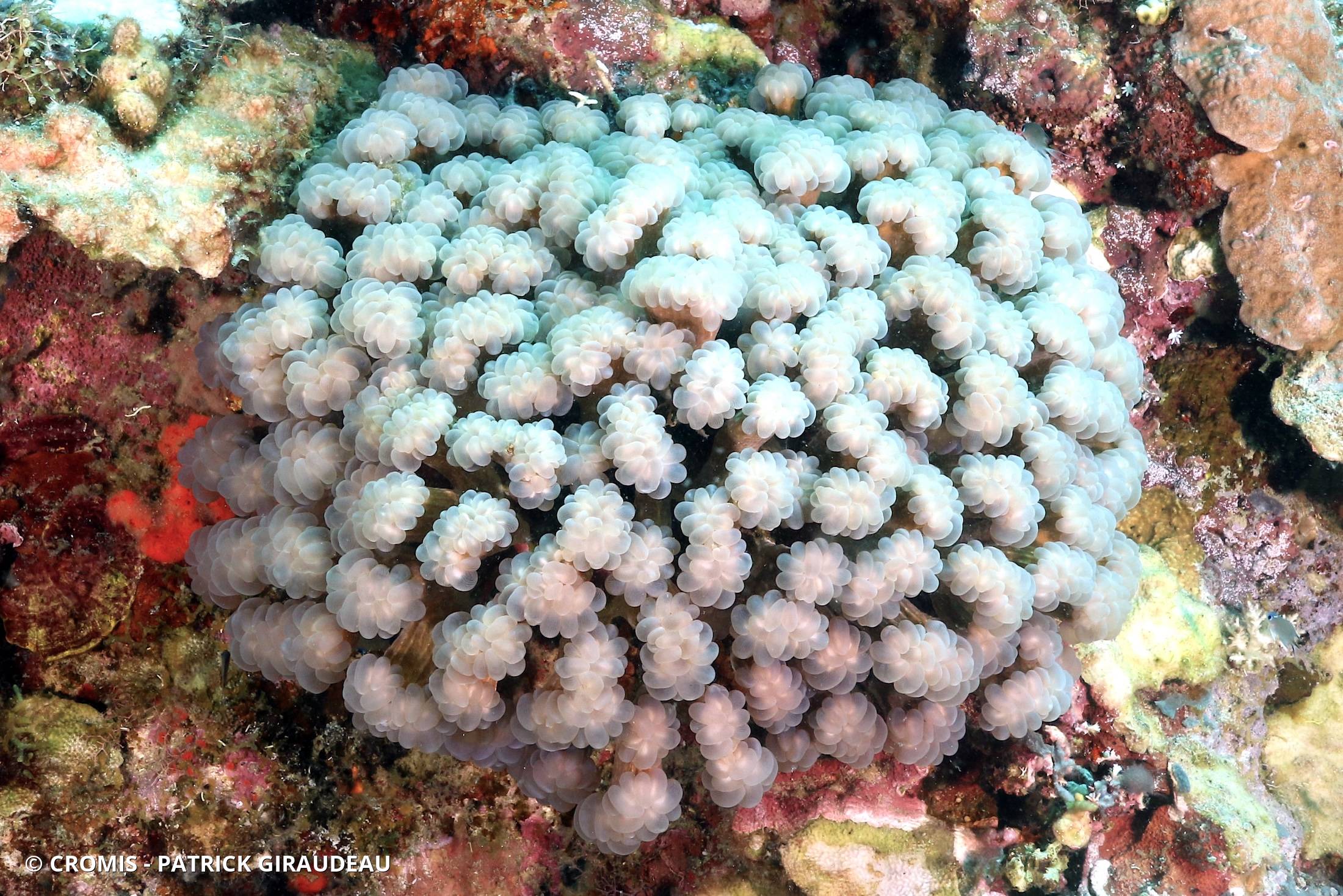 Corail à bulles branchu