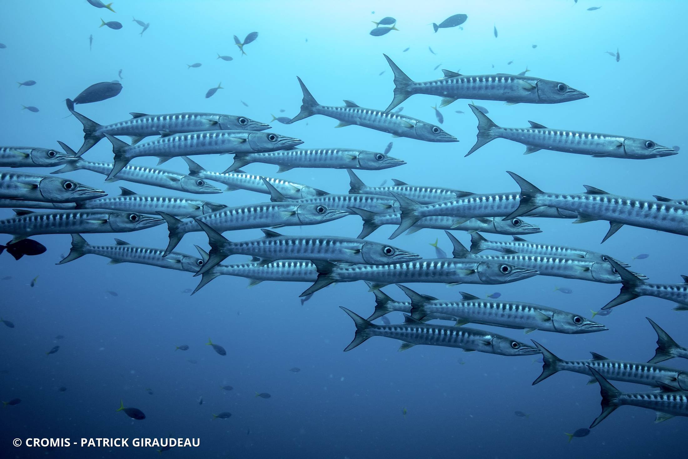 Barracuda à nageoires noires