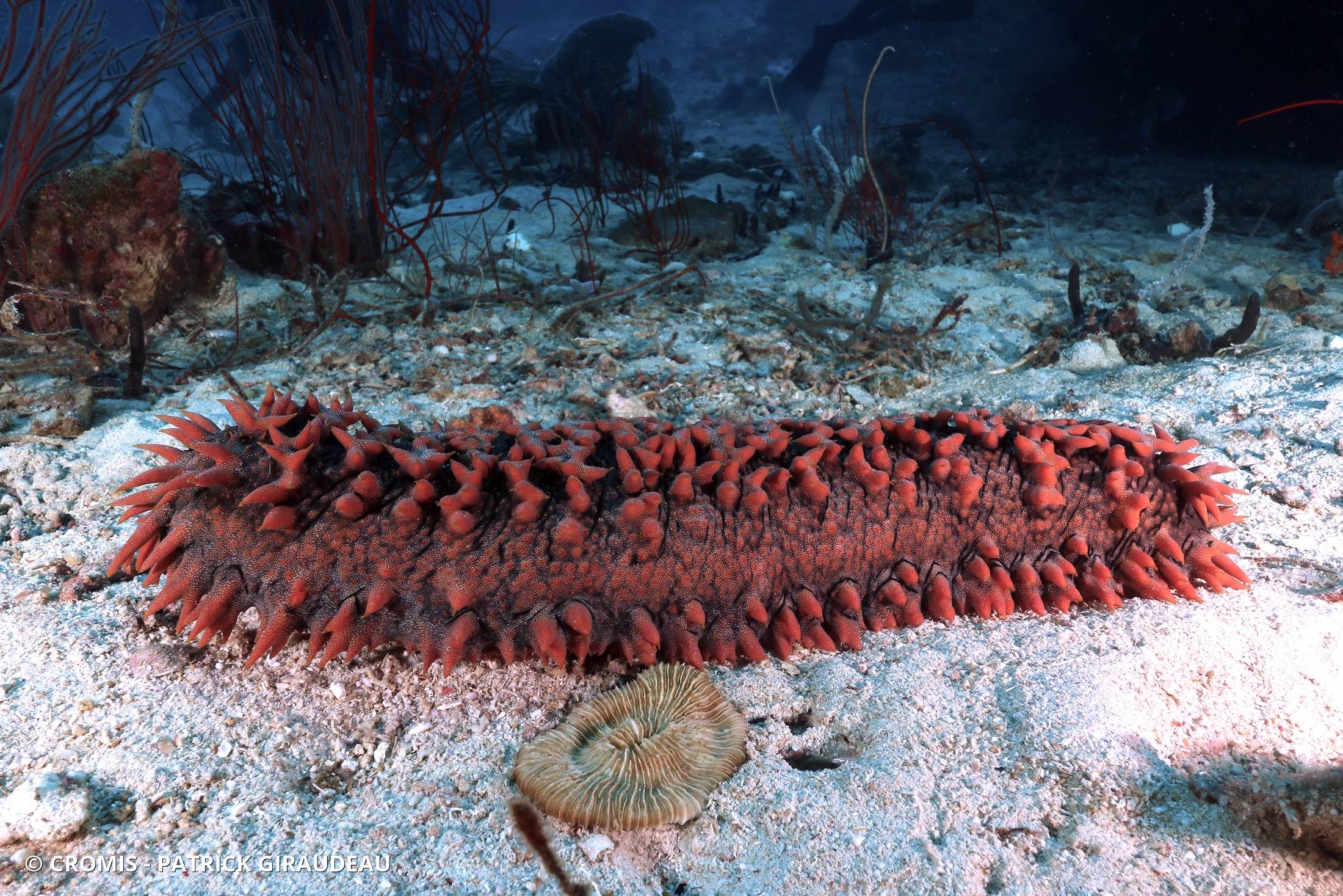 Concombre de mer épineux