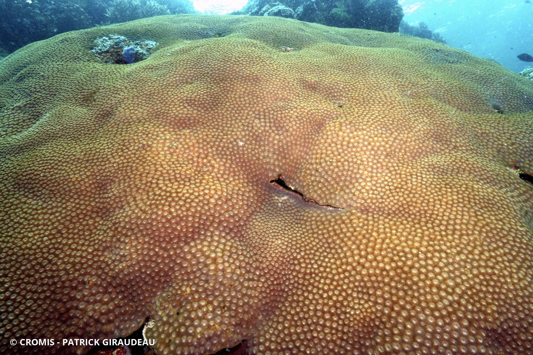 Corail rayonnant