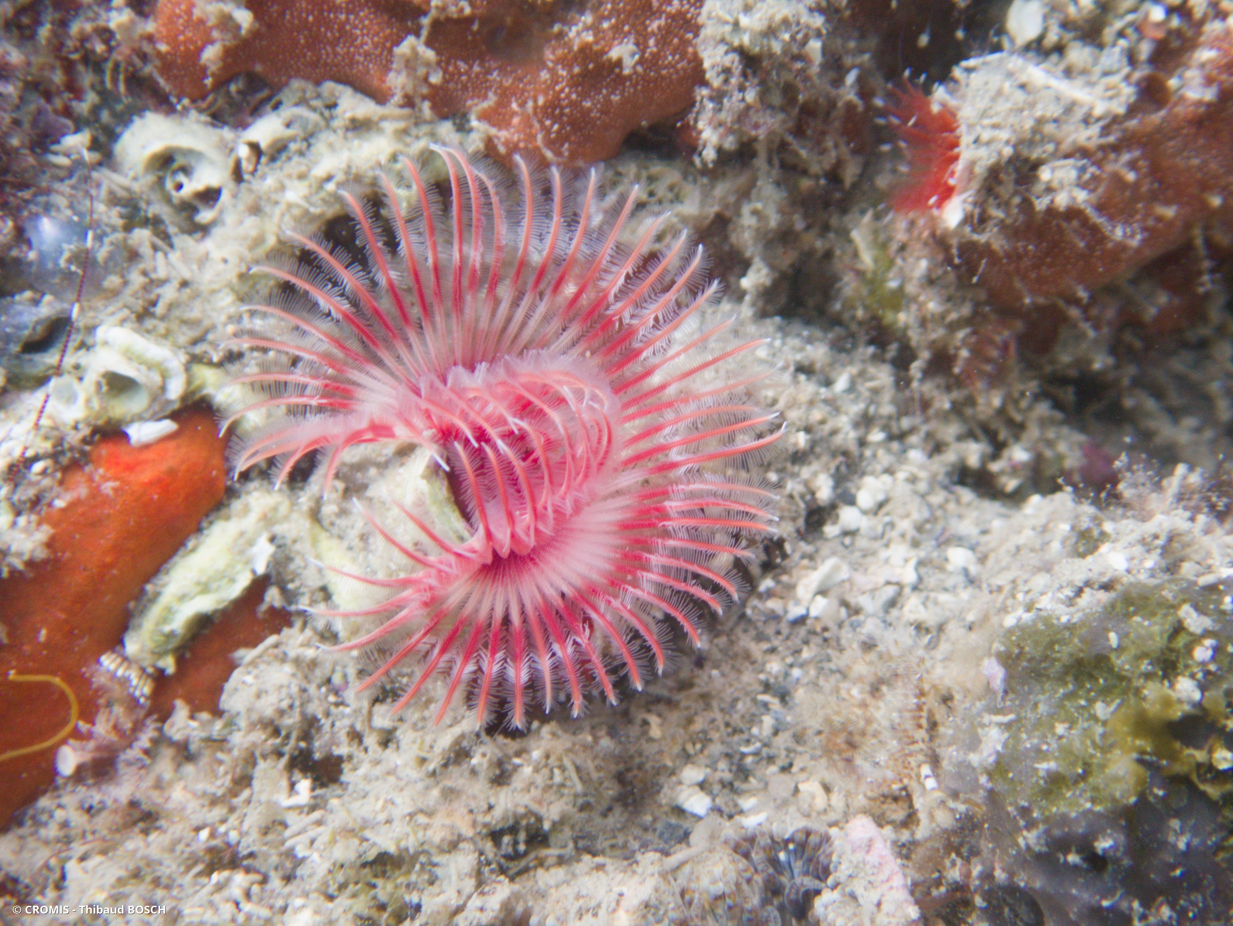 Serpule