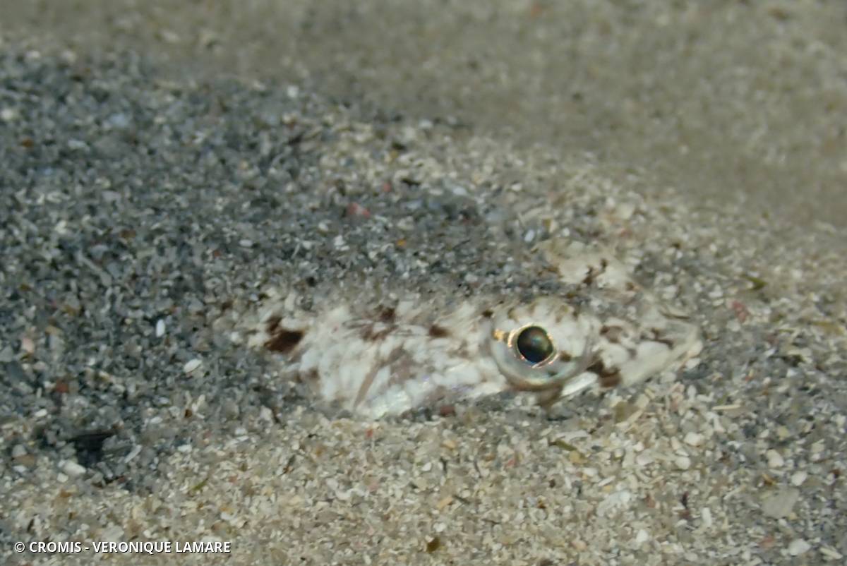 Poisson-lézard rayé