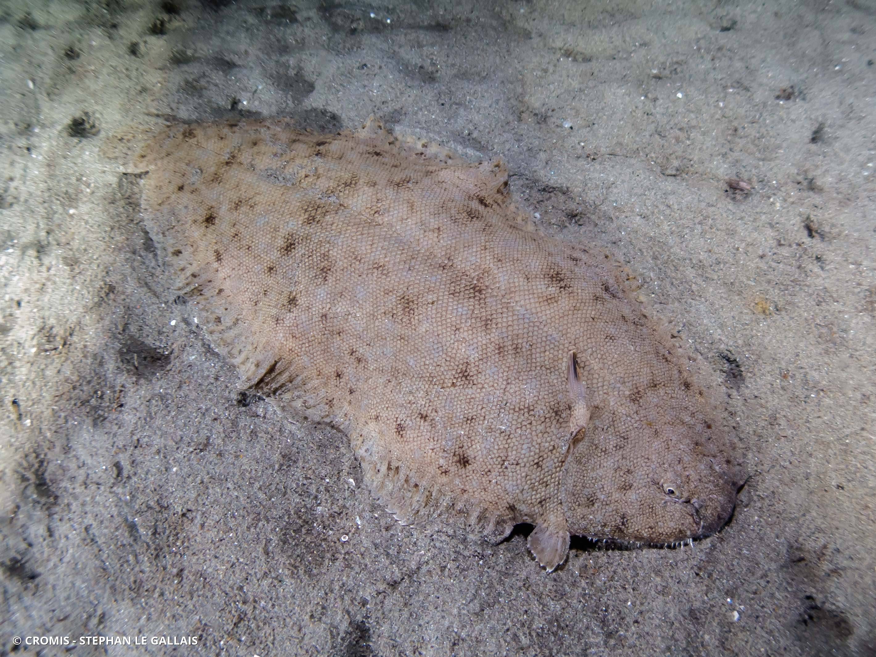 Sole